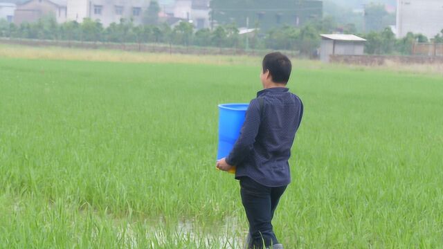 水稻用钾肥能高产,如果错过这个时间就晚了,农民要注意