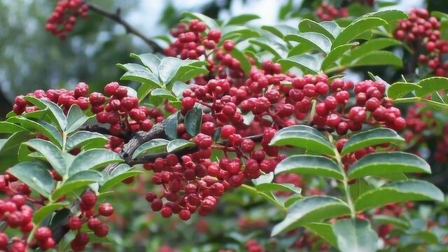 花椒叶比花椒还“厉害”,遇到记得摘点回家,知道的人不多