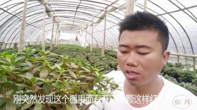 杜鹃花种植花圃实地场景