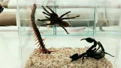 南方蜘蛛太大了 蜘蛛蝎子蜈蚣大乱斗 关注 00 分享 打开腾讯视频