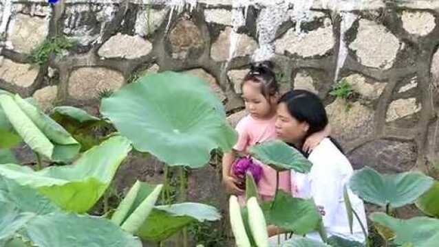 吴阳蛤岭村正加紧对荷塘养护迎接荷花节