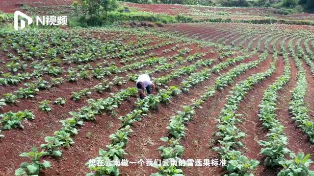 “拼”出新产业,带动连片贫困地区,多多农园正式落地云南文山