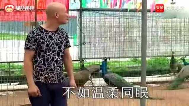 桂平光哥翻唱《新鸳鸯蝴蝶梦》旋律甜美,听着满满回忆