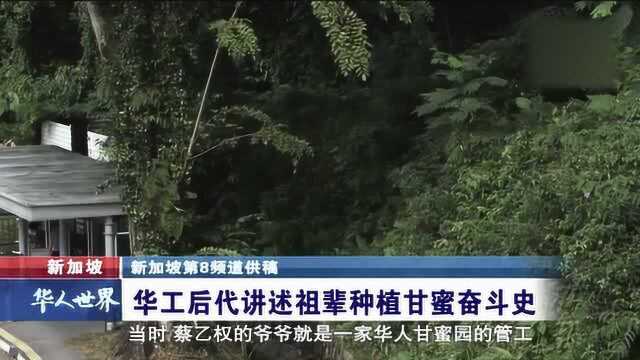 新加坡 华工后代讲述祖辈种植甘蜜奋斗史