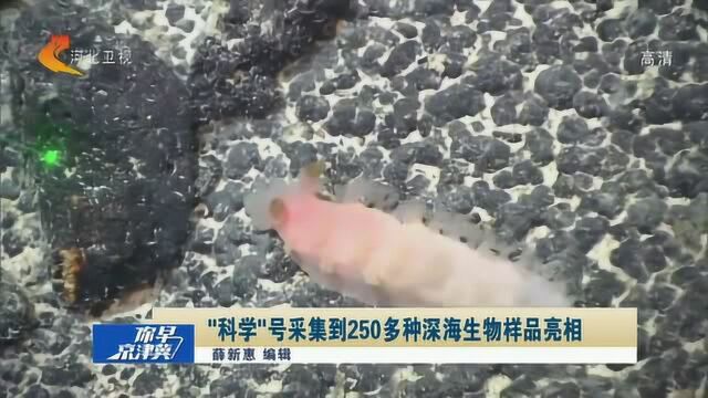 探索永无止境!“科学”号科考船采集到250多种深海生物样品