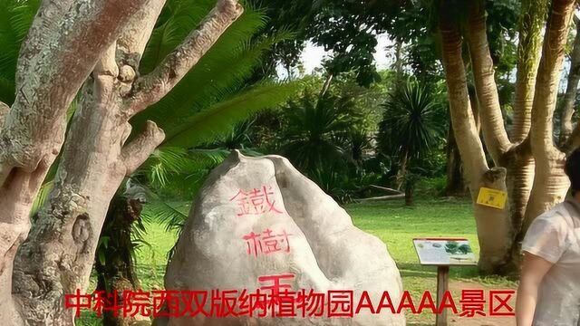 中国科学院西双版纳植物园AAAAA景区热带植物的王国