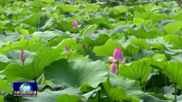 含山县大渔滩荷花进入盛花期