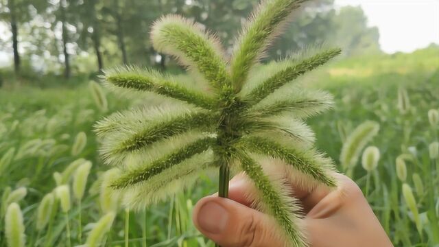 你了解狗尾巴草吗?竟不知它的厉害用途?遇到记得采回家!