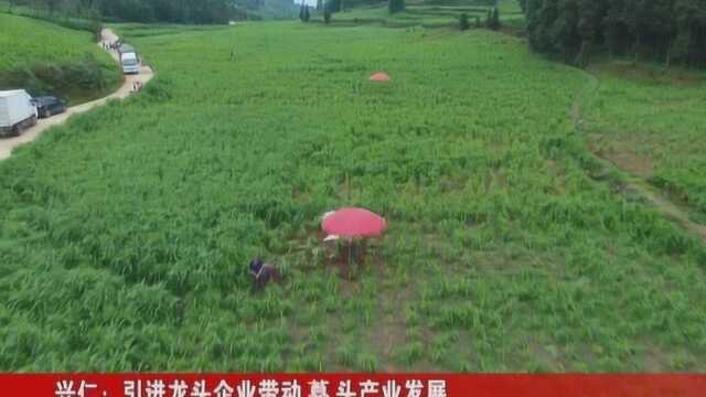 兴仁:引进龙头企业带动藠头产业发展