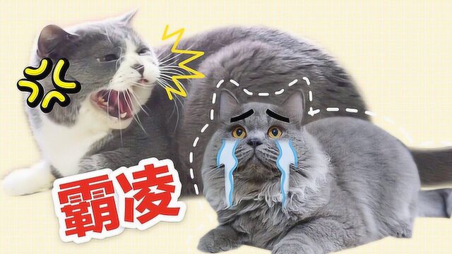 陌生猫突然闯进家里,三只猫上演霸凌排挤新猫的戏码!