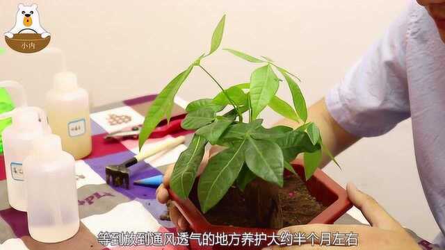 发财树怎么养?做好这几点,发财树年年枝繁叶茂,永远不黄叶烂根