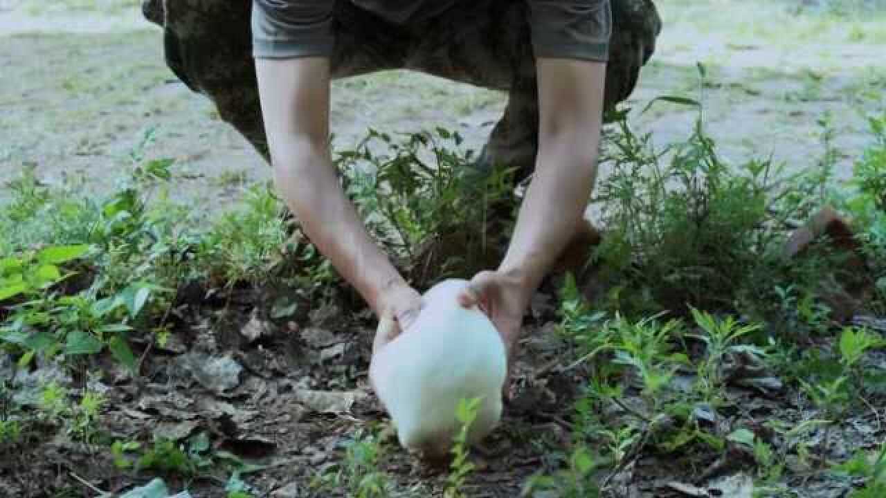 神犬奇兵谢一刀刚洗完脸结果看到爬出坑的小幼犬忍不住笑了