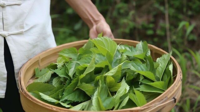 糖尿病人喝桑叶水是升血糖还是降血糖?牢记一点,根本没降糖功效