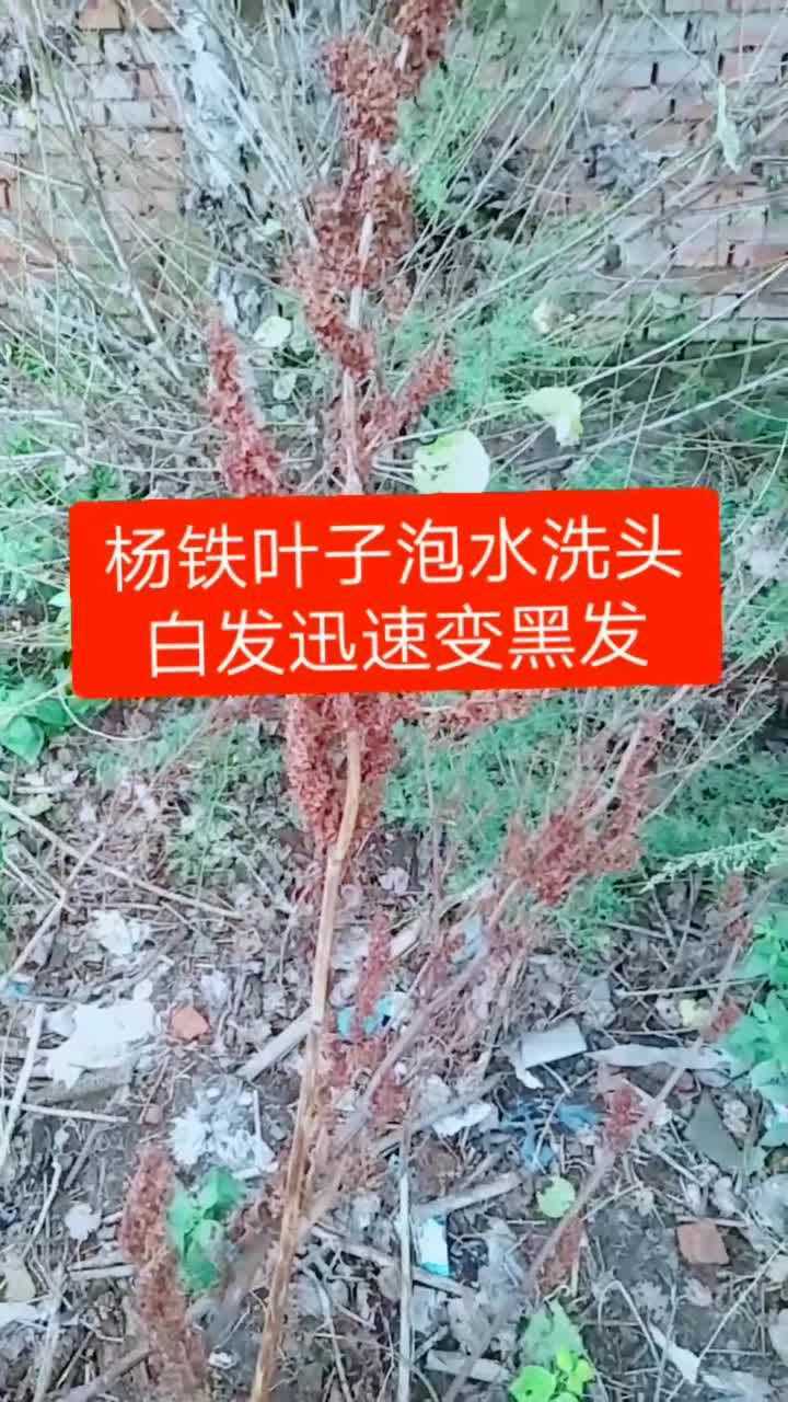 用杨铁叶子根泡水洗头白发迅速变黑色