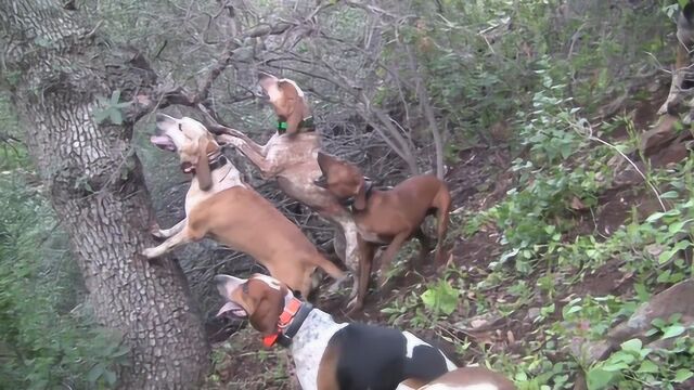 猎狮犬围捕猎物,成功把它逼到树上,可仔细一看竟是头狮子