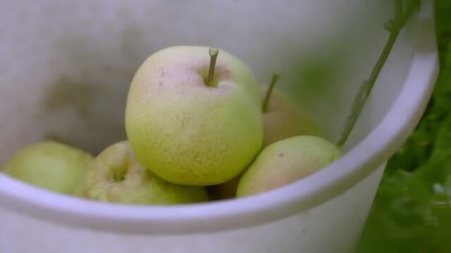 水果传:把苹果梨做成梨膏,是保存苹果梨精华的方法,实在太聪明了