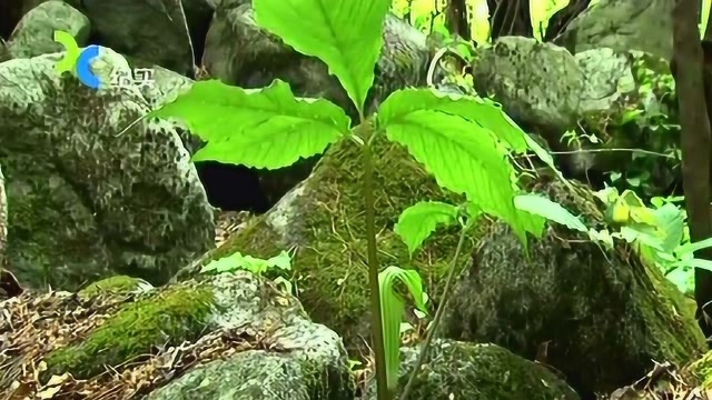 天南星管状花朵如同迷宫,前来采蜜的昆虫走上一圈,就会沾满花粉