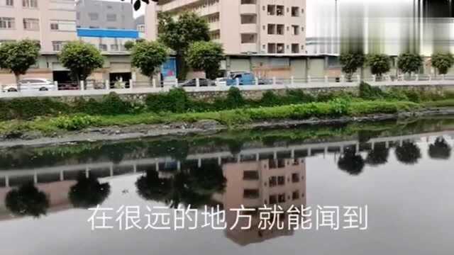 实拍广东东莞工业区,工厂抱怨招工比找老婆还难