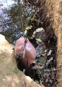 创意短视频剪辑:猪肝钓鱼