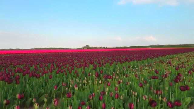 航拍荷兰郁金香花田风景