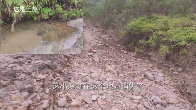 东阳大山里一条清澈的神奇小溪,上游不停流水,下游却干巴巴的