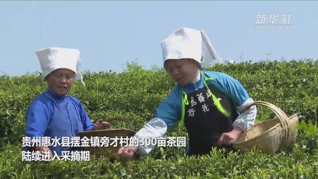 贵州惠水:茶山歌声绕 春茶采摘忙