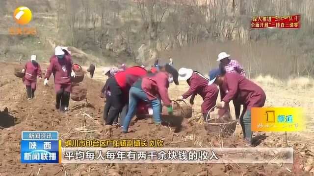 铜川印台:中药材产业种出“脱贫良方”