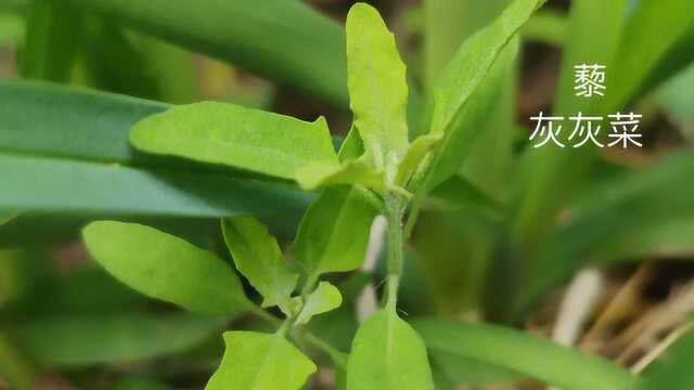 认识一下身边的小花野草