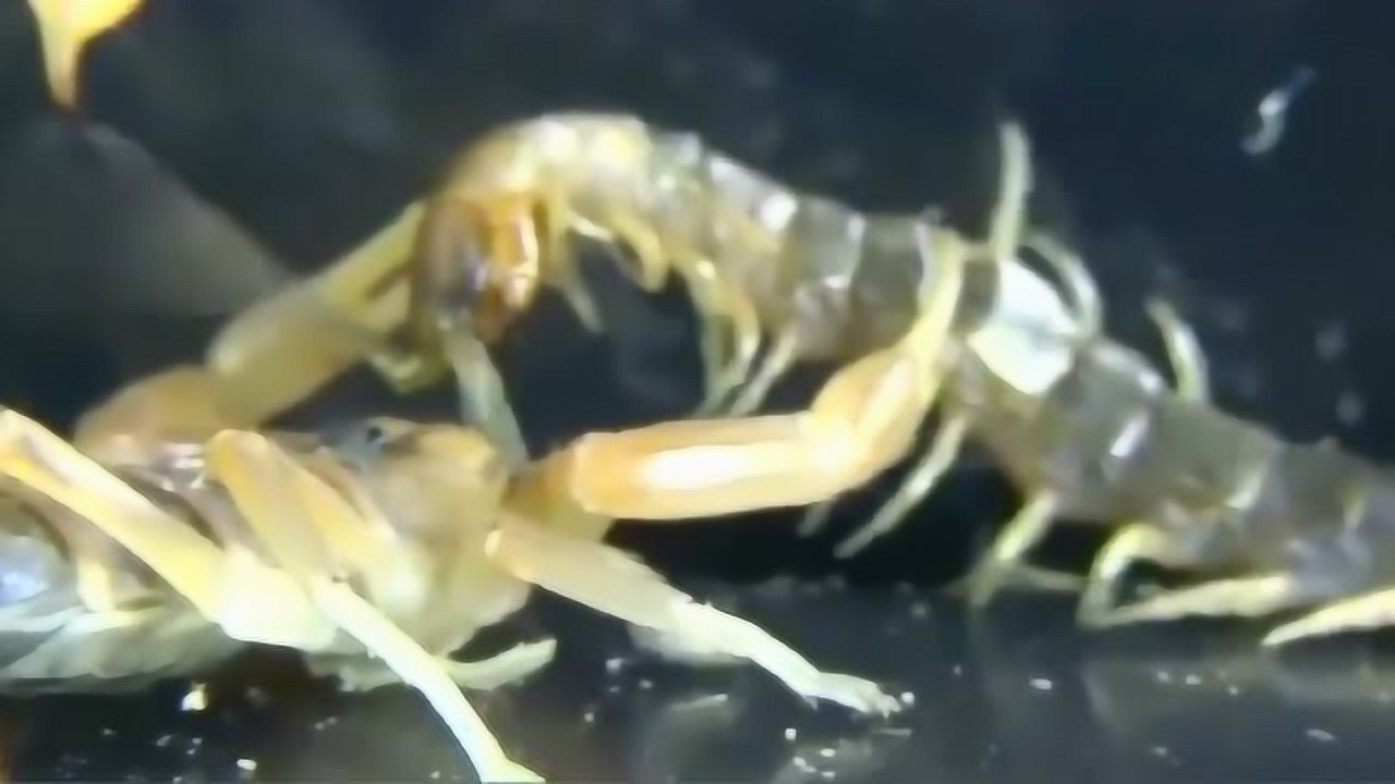 Thumbplayer Poster Plugin Image