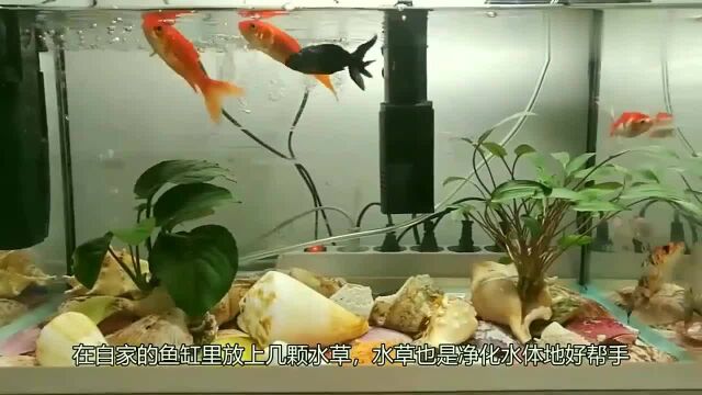 鱼缸水几天不换就浑浊,养鱼达人教你3招,一个月都不用换水