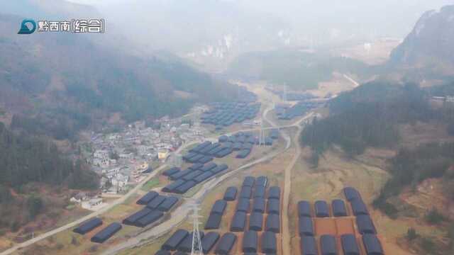 晴隆:群众采茶干部“带货” 产销对接补短板