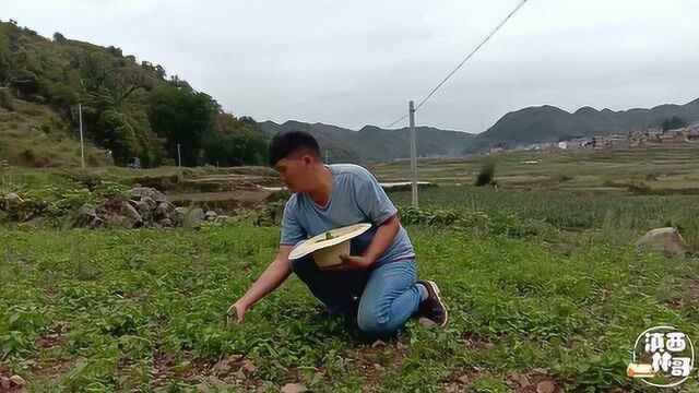 连续下雨,地里面的牛膝菊疯长,绿油油一片,你们地方有吗?