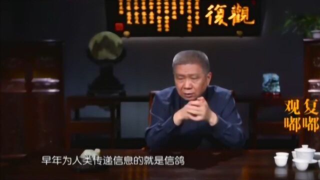 古代无线通讯“信鸽”,距今已有千年的历史了,还成立了信鸽协会