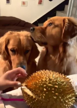 给狗狗吃榴莲？