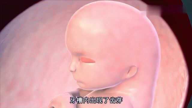 怀孕912周:从胚胎到胎儿