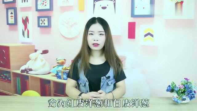 “蔬菜皇后”紫皮洋葱和白皮洋葱到底哪个好?正确选择,做个好菜