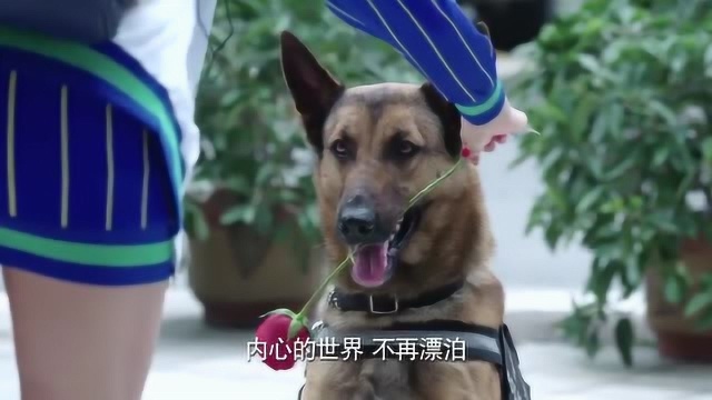 警犬来啦:主人和女友闹分手,狗狗叼花求原谅太可爱了