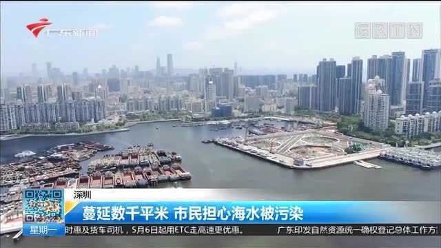 深圳:蔓延数千平米 市民担心海水被污染