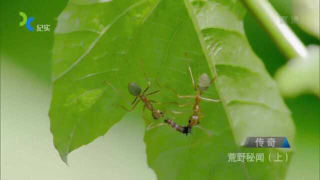 毛毛虫,用浑身的棘刺吓跑其他捕食者