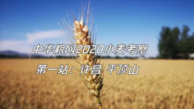 中华粮网2020小麦考察第一站(许昌、平顶山)