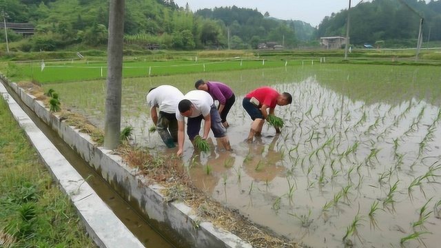 湖南农村依然使用传统人工插秧,曾经推广抛秧,现在已经弃用