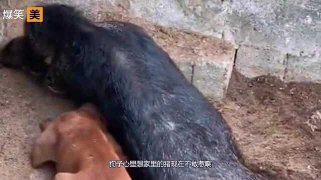 爆笑:家里的猪现在不敢惹啊,兄弟你就委屈一下吧