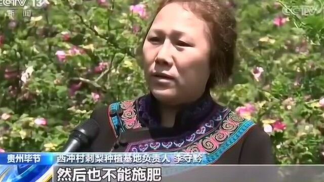 央视朝闻天下报道毕节因地制宜发展刺梨,金黔果生物科技助推产业扶贫