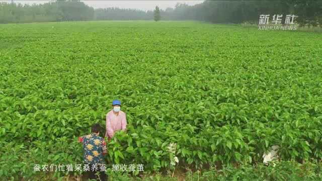 山东高青:桑蚕养殖助增收