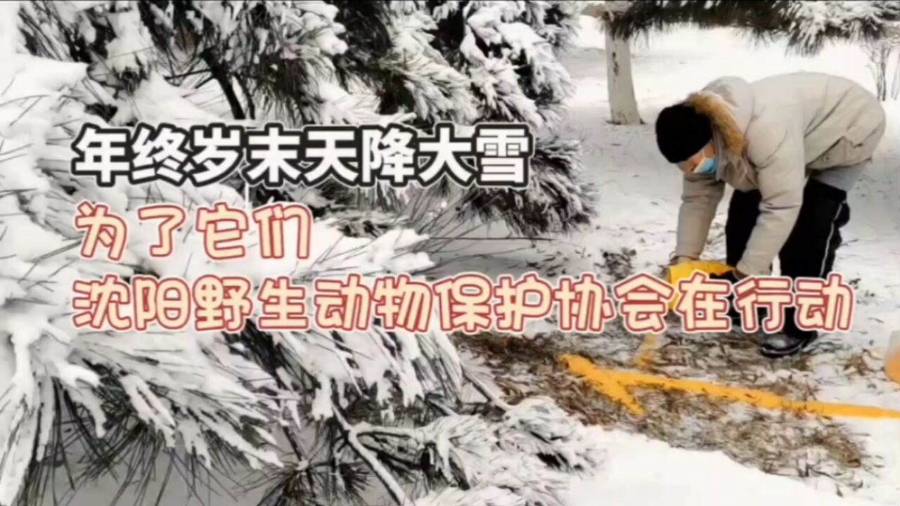 年终岁末天降大雪,为了它们,沈阳野生动物保护协会在行动