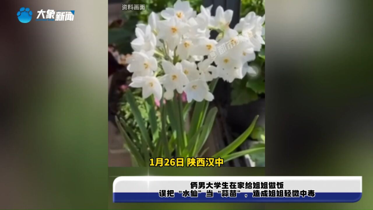 俩男大学生在家给姐姐做饭,误把“水仙”当“蒜苗”,造成姐姐轻微中毒