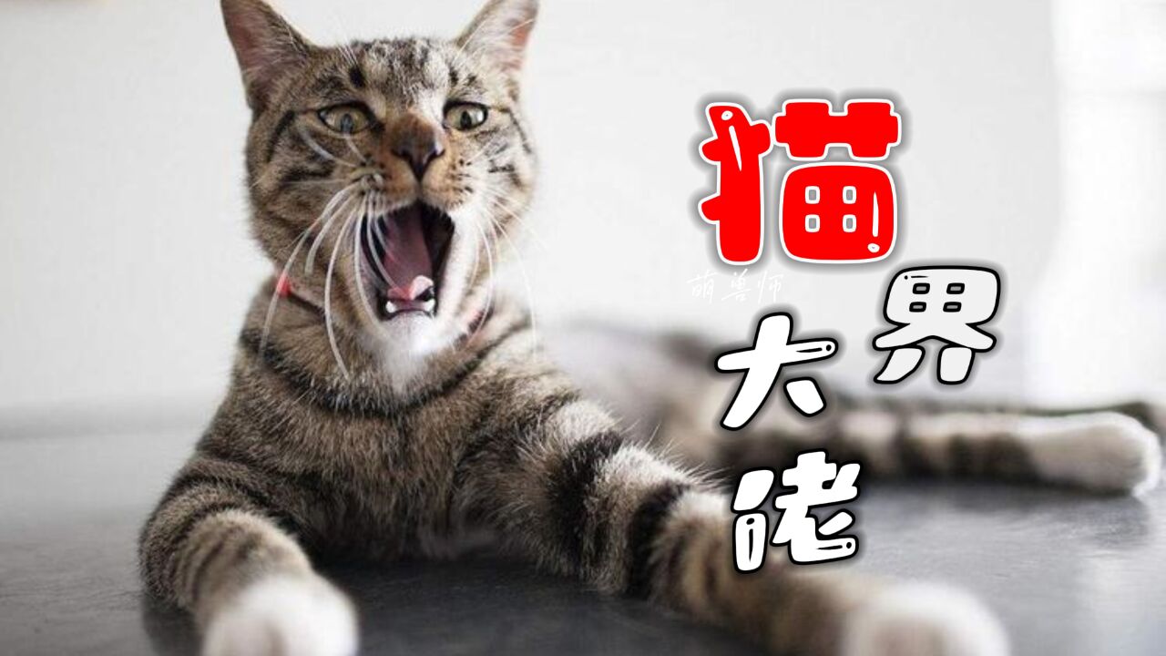 小区常见的狸花猫,完美的进化很不科学|纪录片