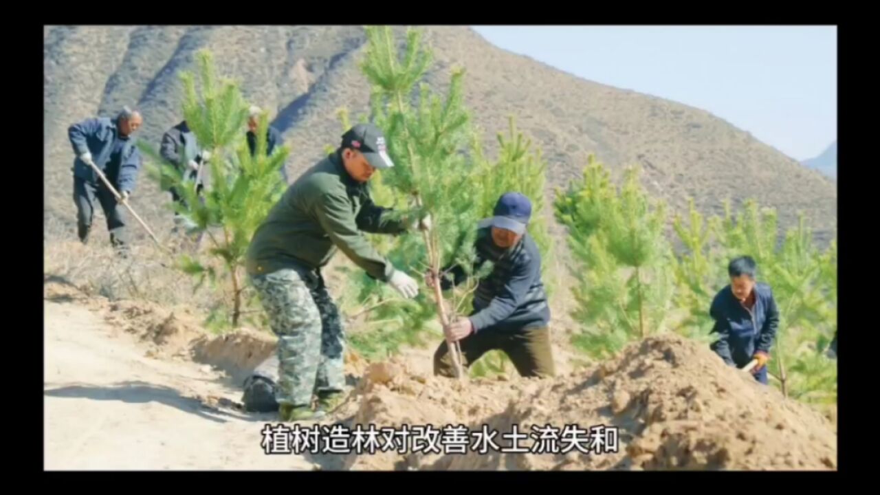 黄土高原植树40年,植被覆盖率达63%,未来黄河水会变清澈吗?