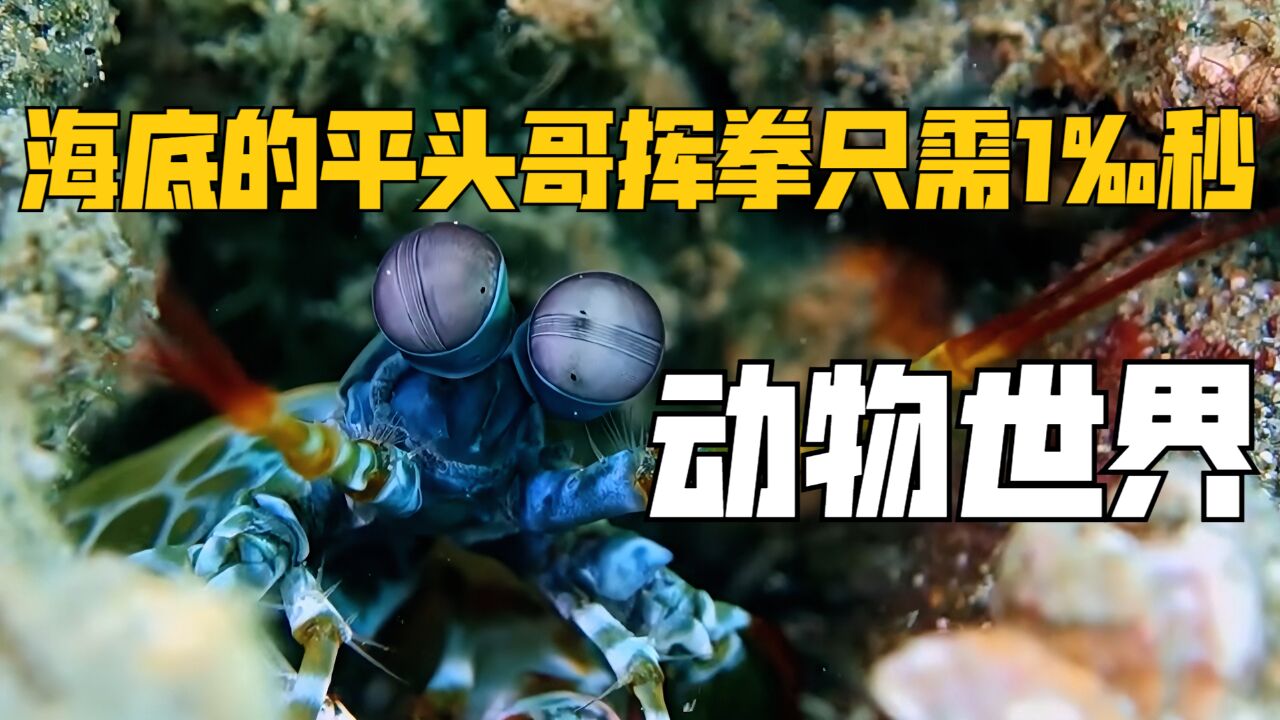 螳螂虾堪称“海底的平头哥”,人类眨眼一次足够它挥拳五百次|纪录片