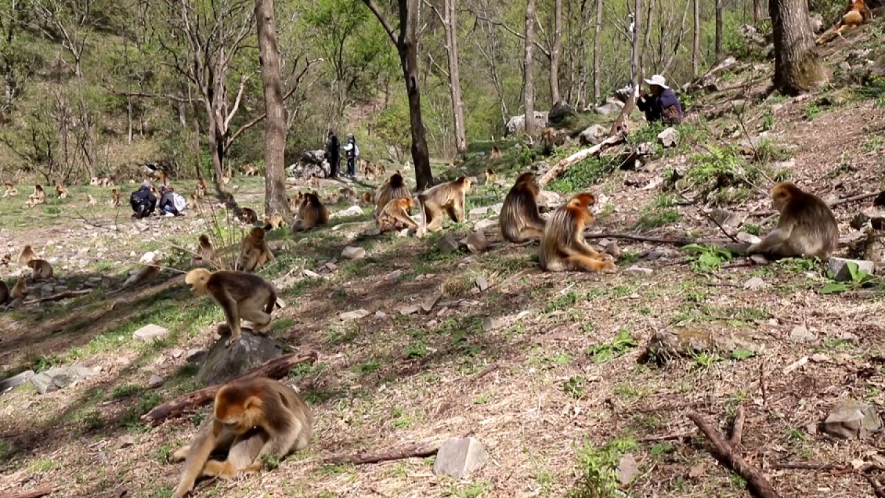 《秦岭精灵川金丝猴》编印 提高公众生态文明意识